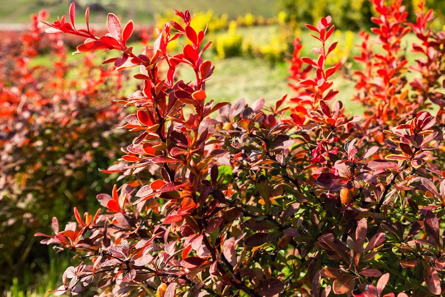 best berberine supplements in the uk