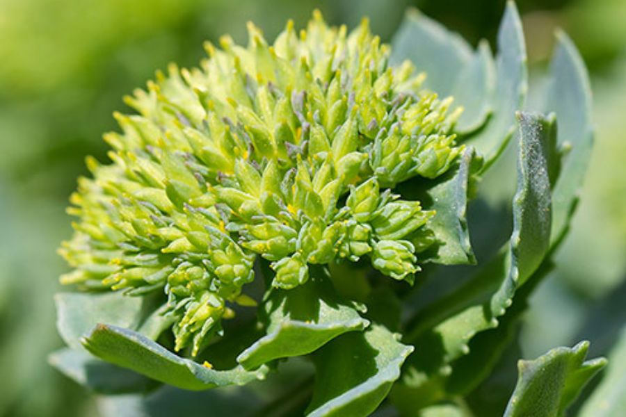 rhodiola for stress