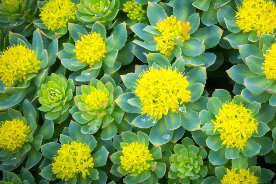 rhodiola plant