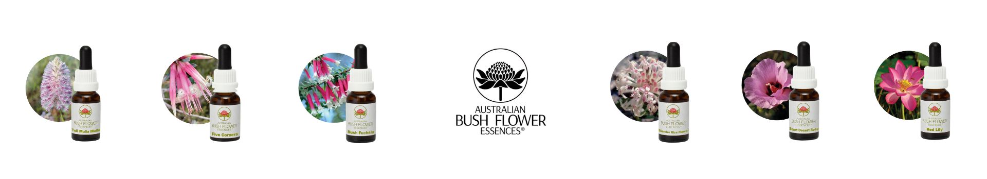 Australian Bush Flower Australian Bush Flower banner