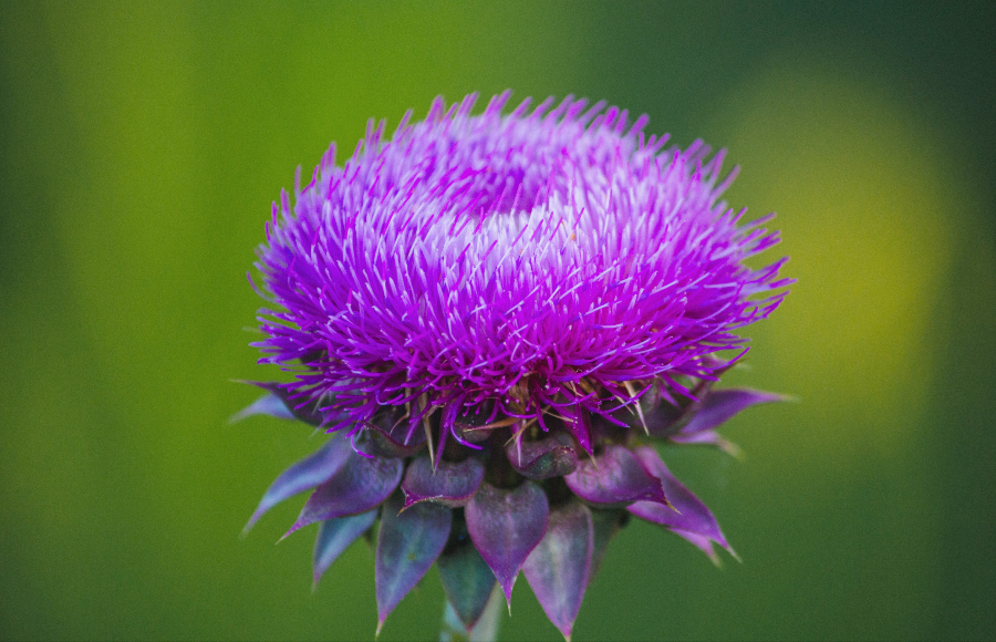 The Benefits Of Milk Thistle