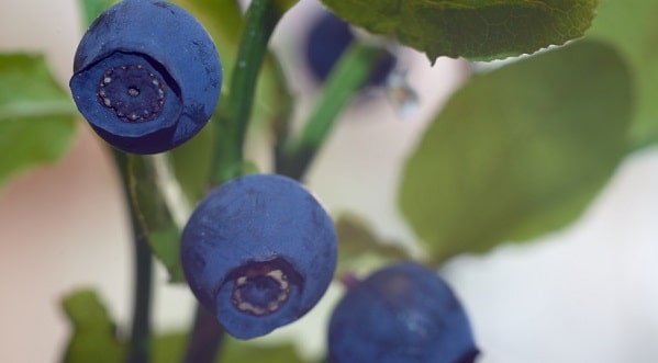 What is bilberry