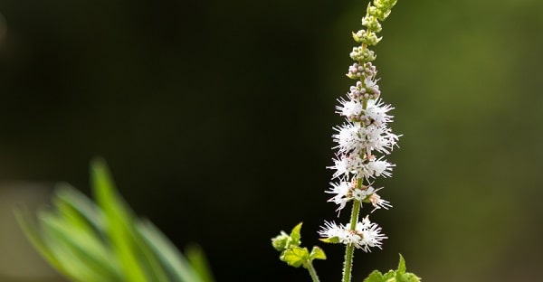 what is black cohosh?