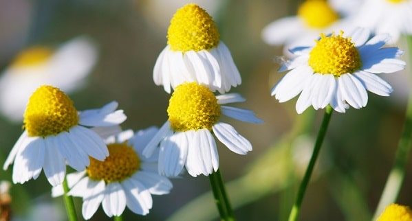 what is chamomile?