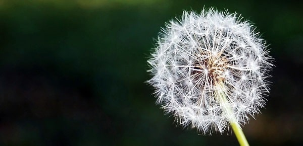 benefits of dandelion
