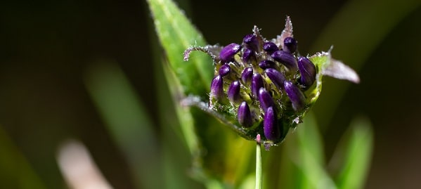 benefits of devil's claw