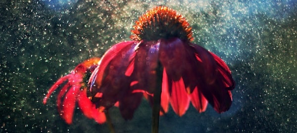 benefits of echinacea