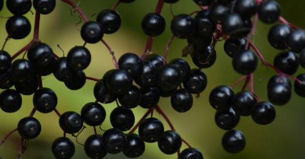 benefits of elderberry
