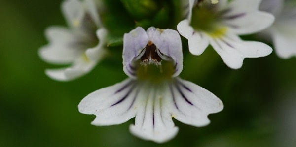 benefits of eyebright