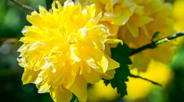 benefits of goldenseal