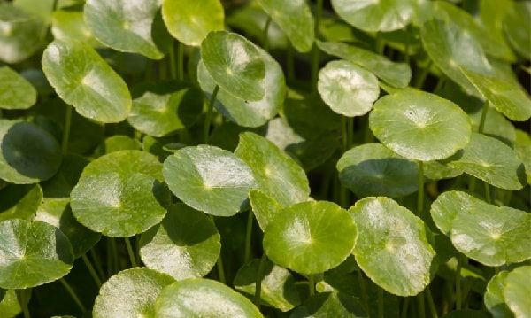 benefits of gotu kola