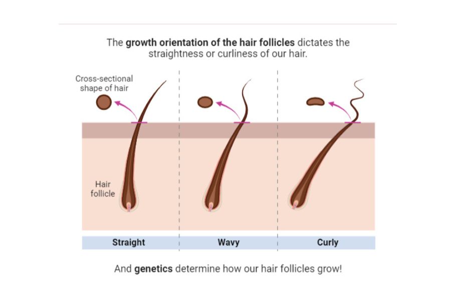 How different hair grows