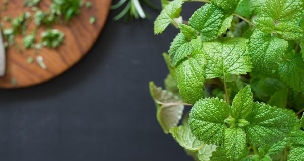 benefits of lemon balm