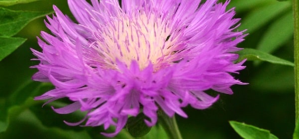 benefits of milk thistle
