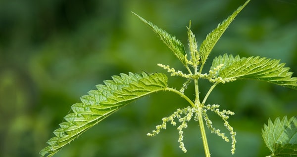 benefits of nettle
