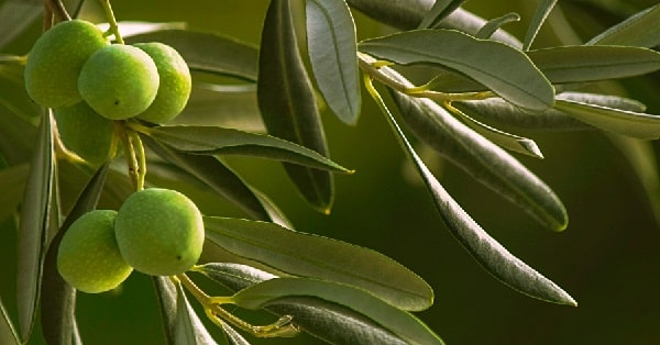 benefits of olive leaf