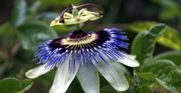 benefits of passionflower