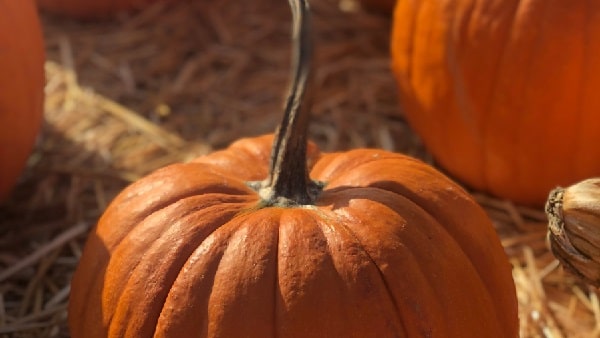 benefits of pumpkin