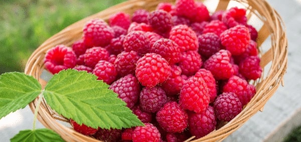 benefits of raspberry