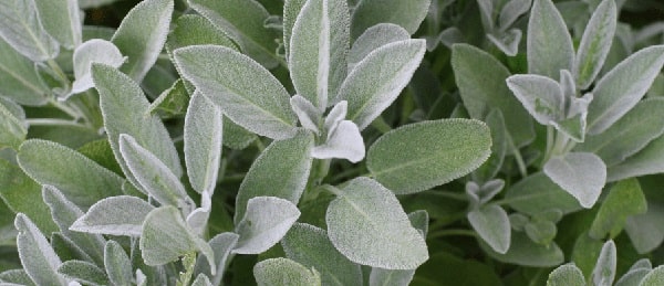 benefits of sage leaf
