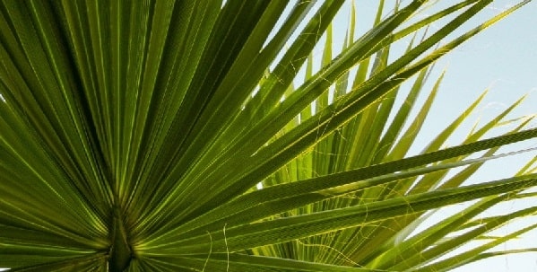benefits of saw palmetto