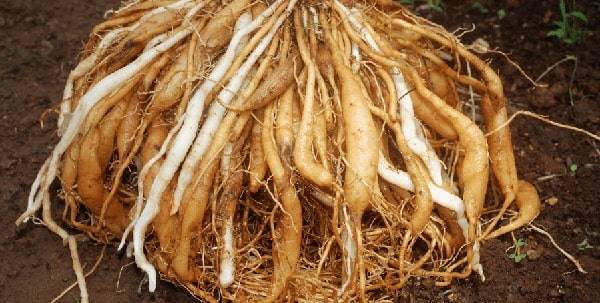 benefits of shatavari