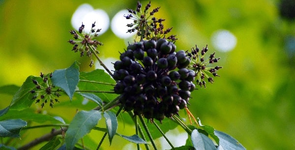 benefits of siberian ginseng