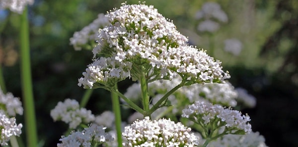 benefits of valerian