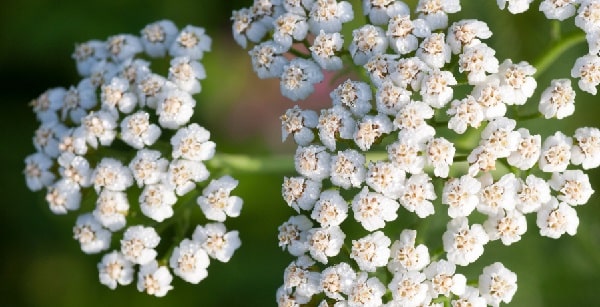 benefits of yarrow