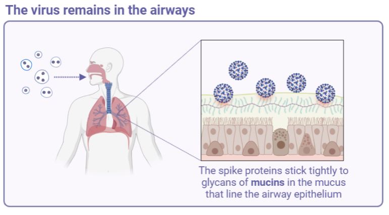 covid stays in airways