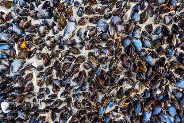mussels on a sandy beach