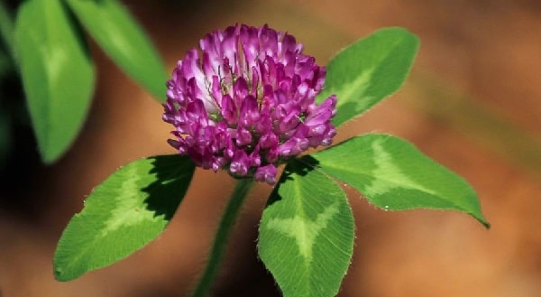 benefits of red clover